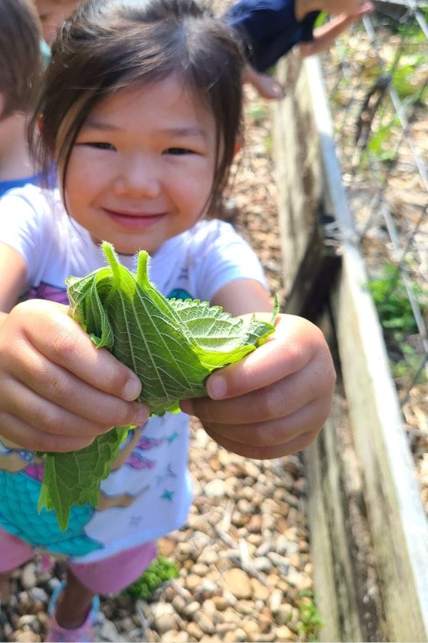 A child in a garden holds up green leaves with a smile, standing on a gravel path.