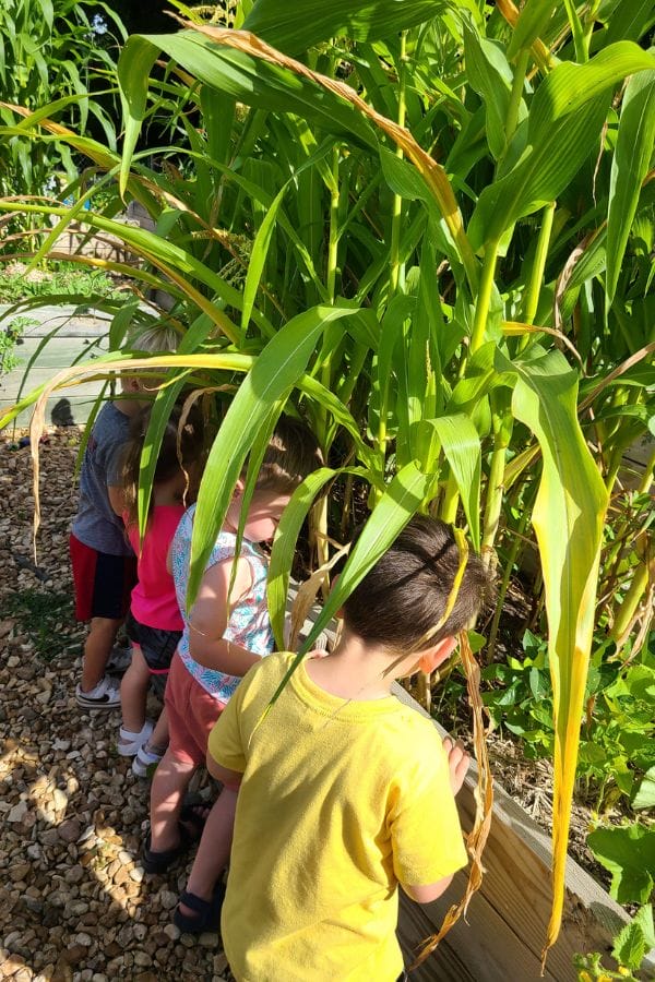 Children exploring tall plants in a garden on a sunny day, learning about native flora through lesson plans inspired by Native American traditions.