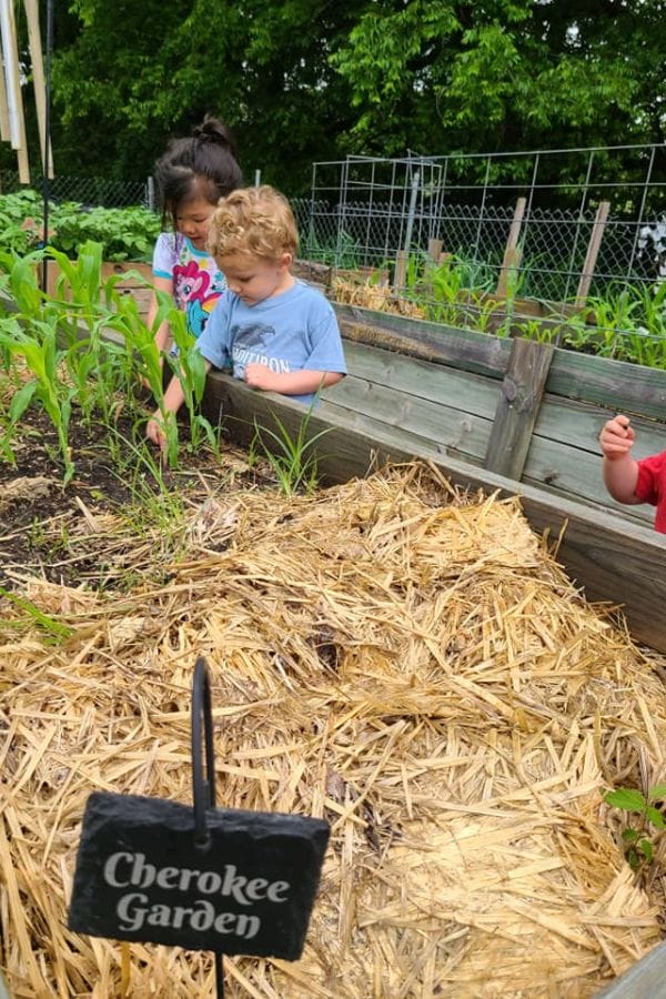 Children exploring a garden labeled "Cherokee Garden," surrounded by corn plants and mulch, with a wooden fence and greenery in the background, gain unique insights akin to lesson plans on Native American traditions.