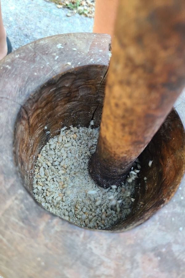 A wooden mortar with a pestle grinding grain into powder serves as an authentic tool in lesson plans on Native American traditions.