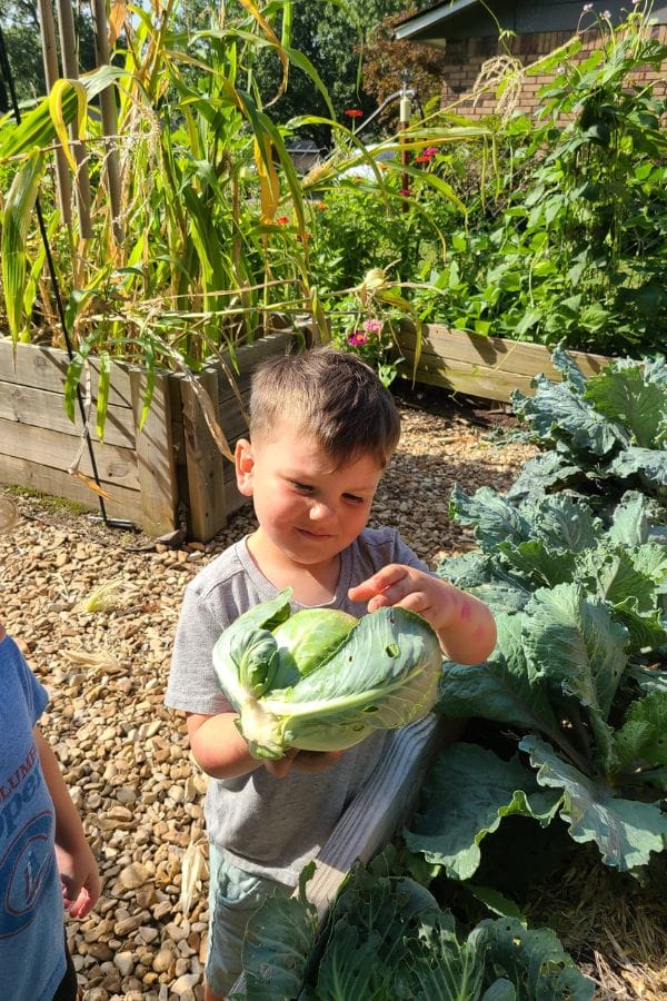 In a garden rich with greenery and gravel pathways, a young boy holds a large cabbage, embodying the spirit of hands-on lesson plans on Irish culture.