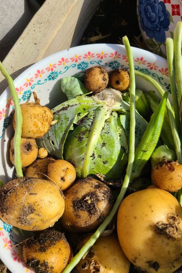 A bowl of freshly harvested potatoes, green beans, and lettuce with soil on them evokes the essence of traditional Irish farming—a vibrant touchpoint for lesson plans on Irish culture.