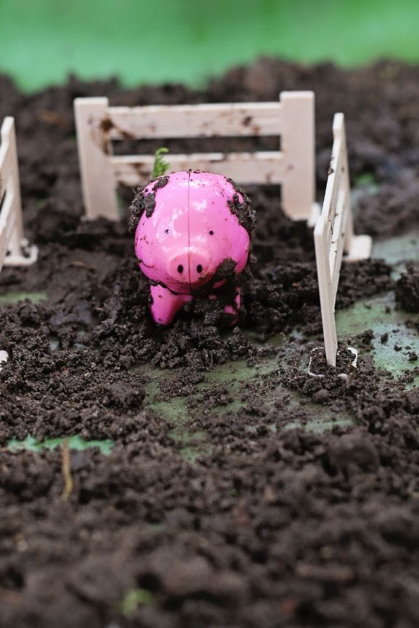 A pink plastic pig toy, perfect for farm animals dramatic play, stands with pretend mud on it in the dirt, surrounded by small white plastic fences.