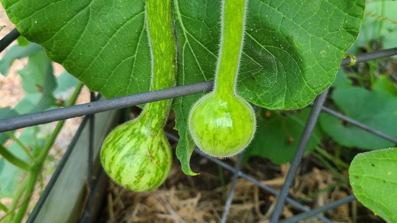 Two small Long Handled Dipper Gourds hanging from a vine with large leaves, elegantly supported by a metal trellis.