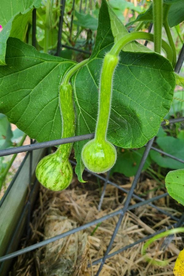 Two small, green, striped gourds hang like tiny treasures from stems on a metal trellis, surrounded by large leaves. Resembling miniature Long Handled Dipper Gourds, they add charm to the garden's vibrant tapestry.
