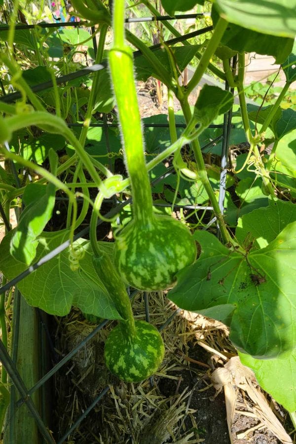 Two green calabash gourds with striped patterns, resembling long-handled dipper gourds, hang gracefully from a vine in the garden.