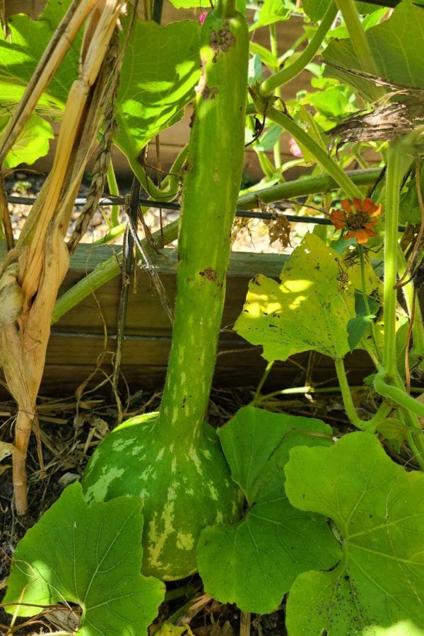 A long-handled dipper gourd grows serenely on a vine in the garden, surrounded by lush leaves and dried foliage.
