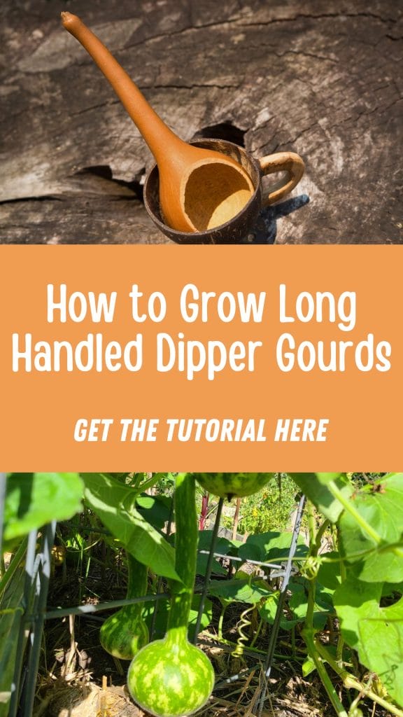 A wooden dipper rests on a log, accompanied by the text "How to Grow Long Handled Dipper Gourds." Below, vibrant green gourds are seen climbing a support.