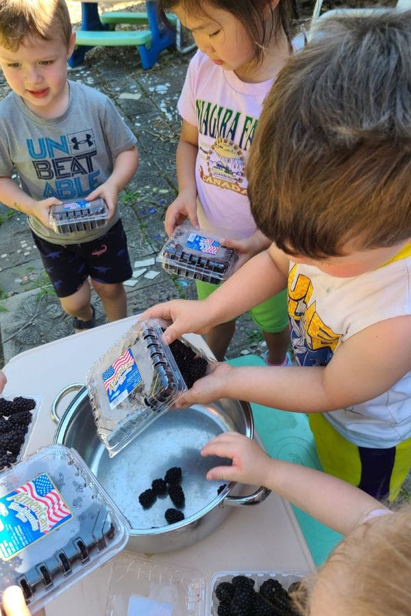 Children are gathered around a table, washing blackberries from plastic containers in a metal bowl, fascinated by how the natural dyes stain their fingers with vibrant hues.