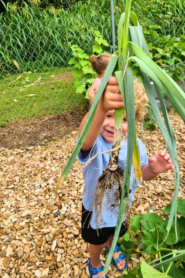 A child, much like a student exploring lesson plans on French culture, holds a large uprooted plant with roots exposed, standing on a gravel path with a wire fence and lush greenery in the background.
