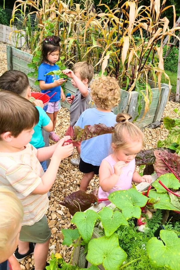Children exploring a garden with leafy plants and corn embark on an adventure akin to a lesson plan on French culture, discovering hidden wonders in every nook and cranny.