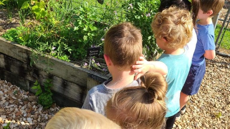 Children observe a garden bed with plants on a sunny day, marveling at the vibrant greens. They discuss how to grow Korean Perilla, eagerly imagining the lush leaves flourishing under the warm sun.