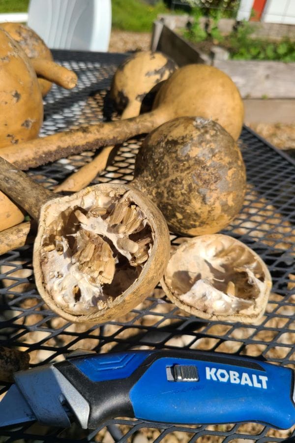 A cut-open Long Handled Dipper Gourd sits on a metal table next to a Kobalt utility knife, with other whole gourds and a garden in the background.