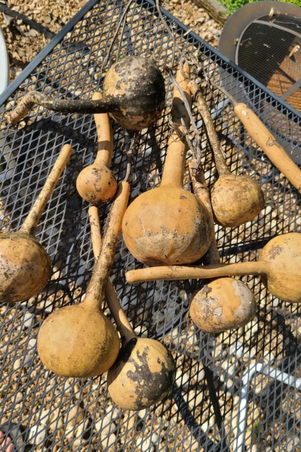 A group of dried, dirt-covered Long Handled Dipper Gourds with long necks rests on a black metal mesh table outdoors.