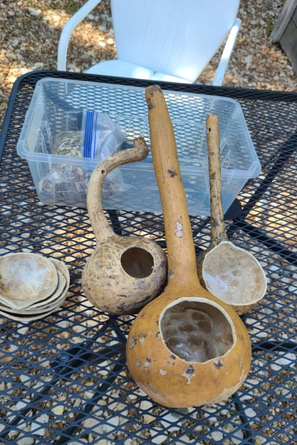 Several Long Handled Dipper Gourds with hollowed interiors and extended necks are displayed on a metal table, alongside a plastic container and some circular gourd pieces.