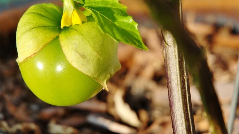 Close-up of a green tomatillo on a plant, partially enclosed in its papery husk against a blurred background—an inspiring sight for those who grow tomatillos in containers.