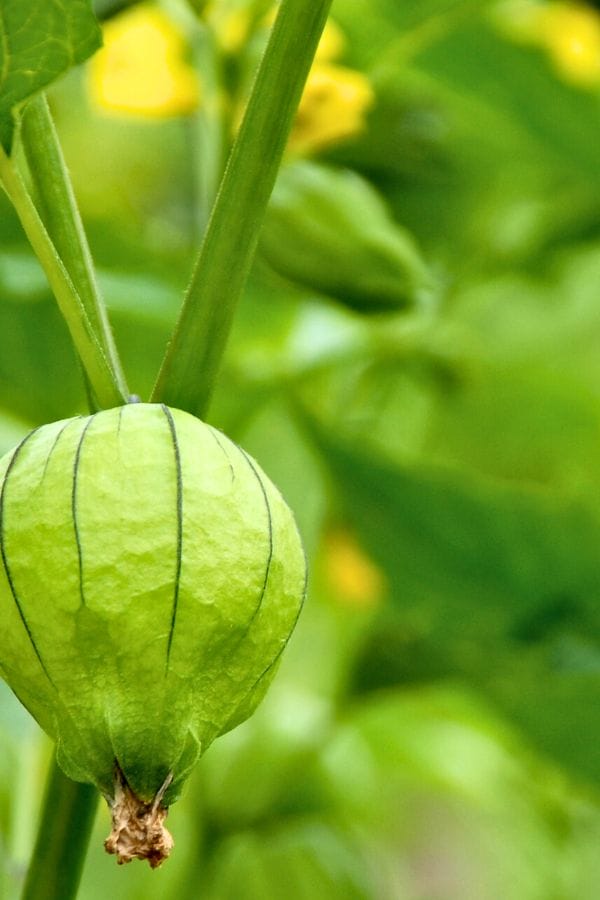 Close-up of a green tomatillo husk on a plant, nestled among lush leaves and stems in a garden. Discover the joys of growing tomatillos in containers, bringing vibrant greenery to patios and small spaces.