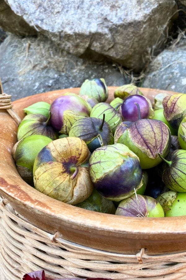 A basket brimming with green, purple, and brown tomatillos, some slightly husked, rests on a stone surface outdoors—a testament to the ease of growing tomatillos in containers.