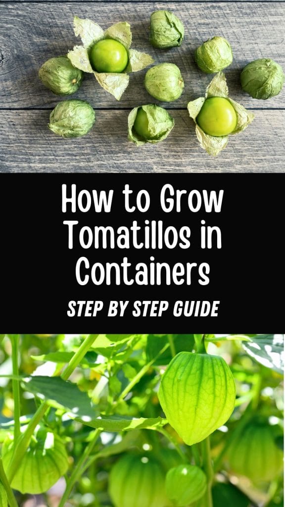 Top: Tomatillos resting on a rustic wooden surface. Middle: "How to Grow Tomatillos in Containers - Step by Step Guide" elegantly displayed. Bottom: Vibrant tomatillos flourishing on their plants, showcasing the success of container gardening.