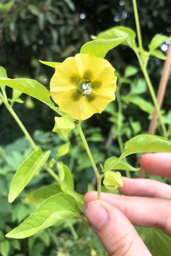 A hand gently cradles a yellow, round flower with a dark center, nestled among light green leaves and stems—a delightful reminder that nurturing life, much like learning to grow tomatillos in containers, is both rewarding and beautiful.