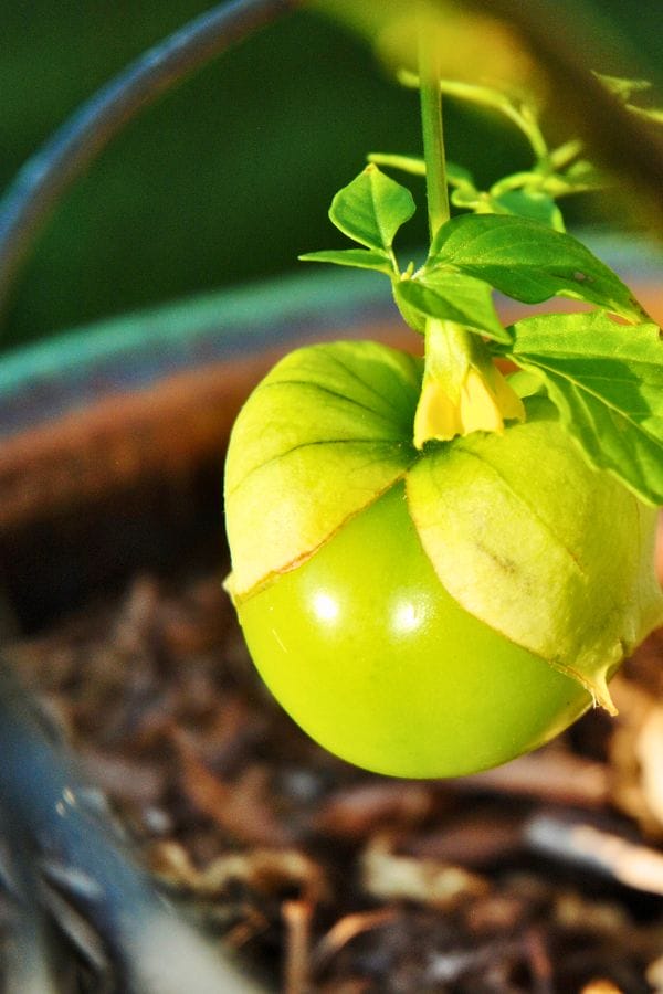 Close-up of a green tomatillo growing on a plant in a container, partially enclosed in its papery husk.