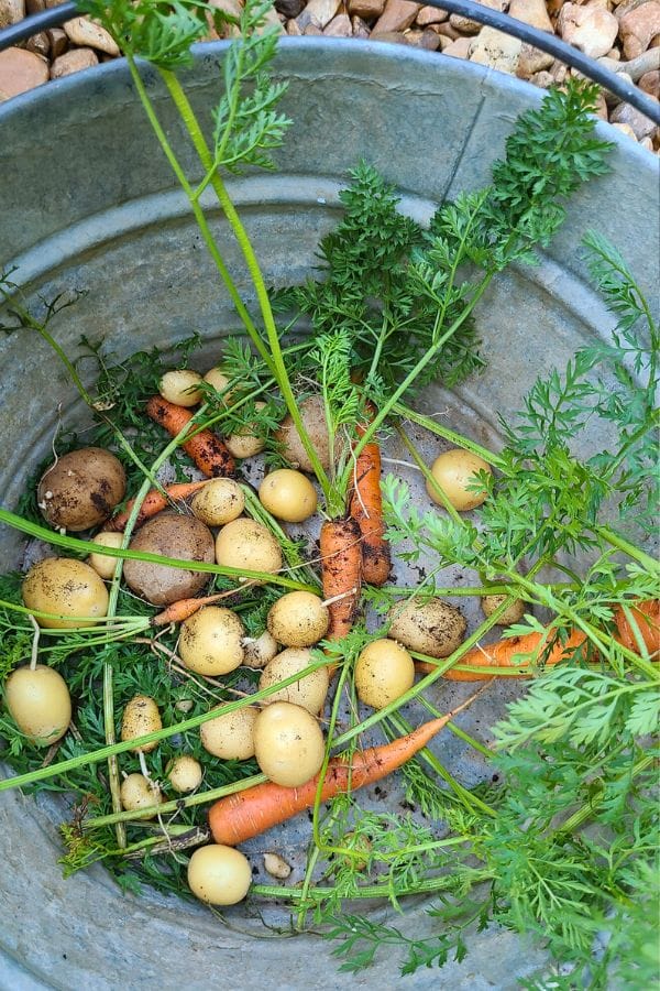 A metal bucket brimming with freshly harvested potatoes and carrots, their green tops peeking out through a layer of earthy dirt, sits proudly on the rocky ground—a nod to German culture's love for wholesome, farm-fresh produce.