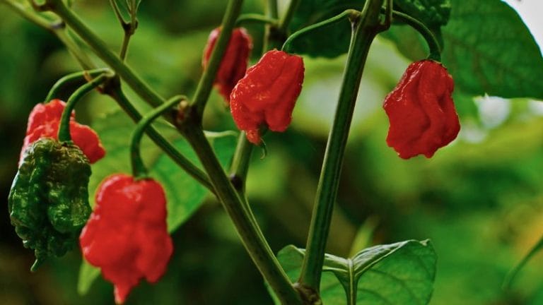 Close-up of vibrant red and green chili peppers, including the fiery Carolina Reaper, growing on a plant and nestled among lush green leaves.