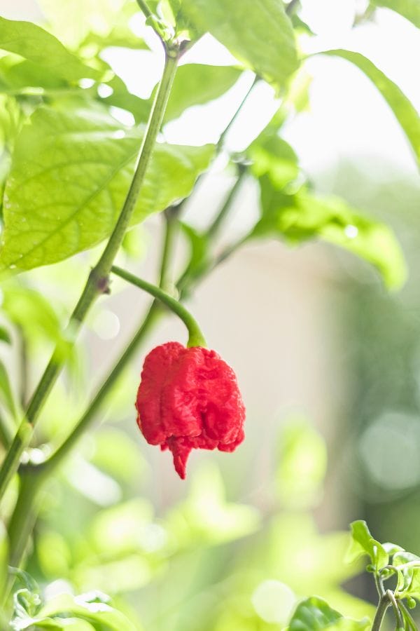 A single Carolina Reaper pepper hangs from a green stem, surrounded by lush leaves as soft sunlight filters through.