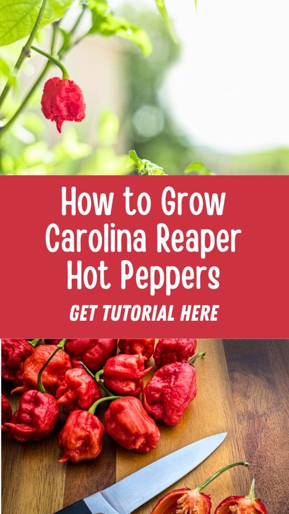 Image with text: 'How to Cultivate Carolina Reaper Hot Peppers, Get Tutorial Here.' Showcases thriving Carolina Reapers and a close-up of harvested peppers being sliced with a knife.