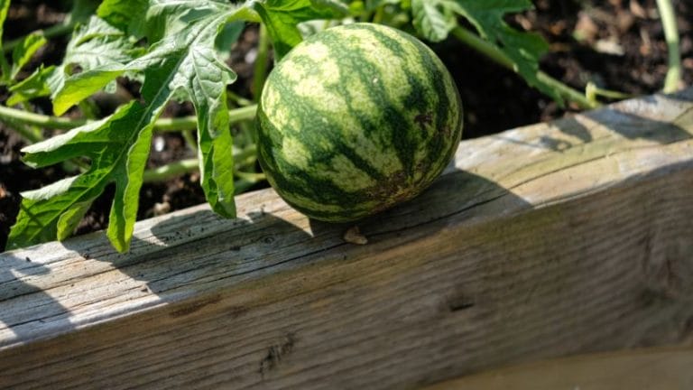 A small watermelon perches on the edge of a wooden planter in a raised bed, surrounded by leafy vines, illustrating how to grow watermelon in this charming garden setting.