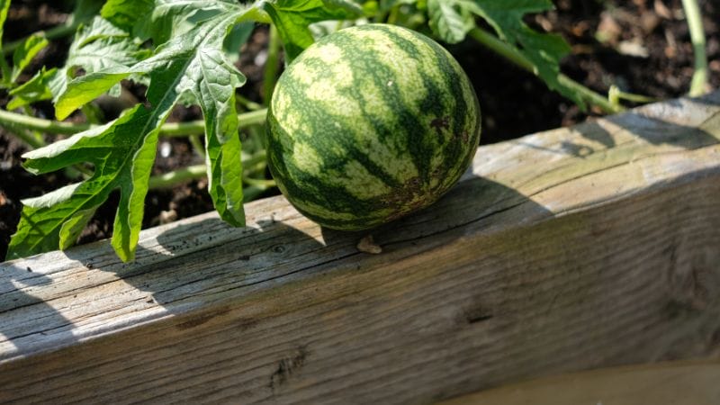 A small watermelon perches on the edge of a wooden planter in a raised bed, surrounded by leafy vines, illustrating how to grow watermelon in this charming garden setting.