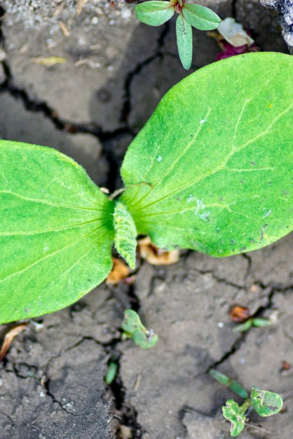 A small green plant with broad leaves grows in cracked soil, surrounded by tiny weeds—a scene that could transform into a lush garden when you decide to grow watermelon in a raised bed.
