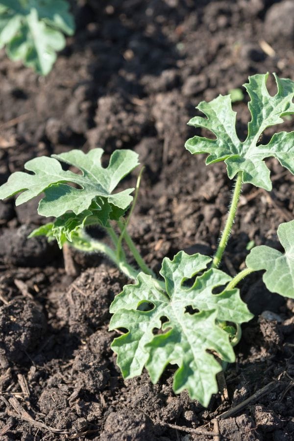 Young watermelon plant with green, lobed leaves thriving in the rich soil of a raised bed.