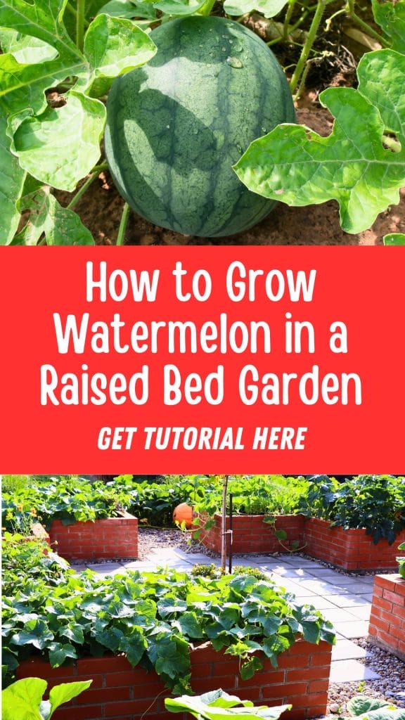 Watermelon thriving on a vine above a raised bed garden. Text reads, "How to Grow Watermelon in a Raised Bed Garden. Get your step-by-step tutorial here.