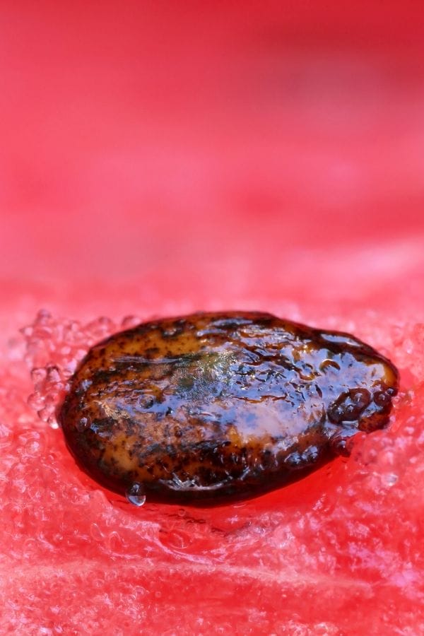 Close-up of a brown seed resting on a textured red surface with tiny water droplets, reminiscent of the early stages when you grow watermelon in a raised bed.