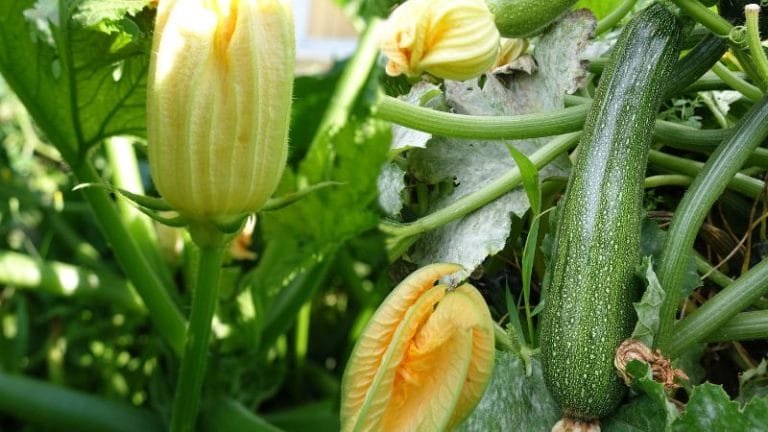 Close-up of a zucchini plant thriving as it grows vertically, with green zucchini and vibrant yellow flowers nestled among lush green leaves.