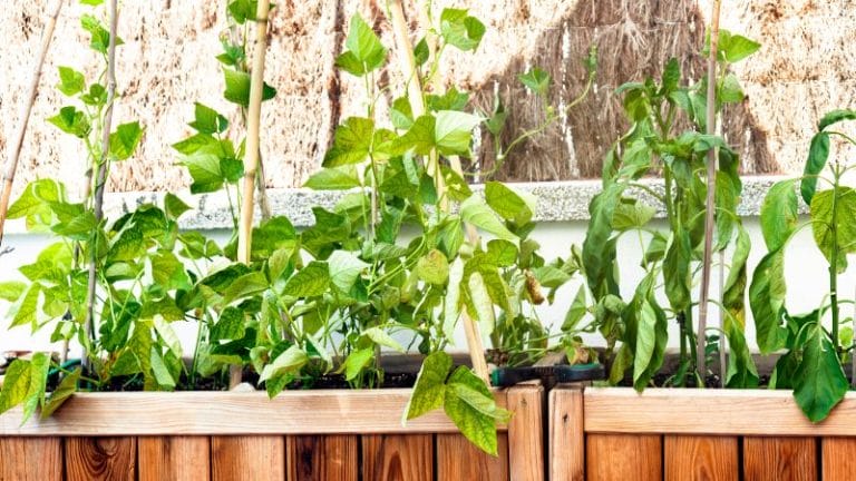 Wooden planters with green climbing plants flourish on vertical supports against a beige wall, a perfect solution to grow food in small spaces.