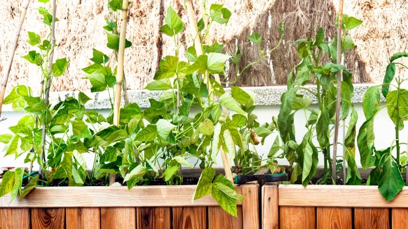 Wooden planters with green climbing plants flourish on vertical supports against a beige wall, a perfect solution to grow food in small spaces.
