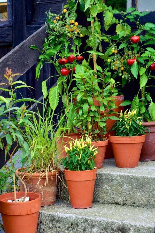 Potted plants, such as peppers and ornamental grasses, thrive on stone steps outdoors, showcasing how you can grow food in small spaces effortlessly.