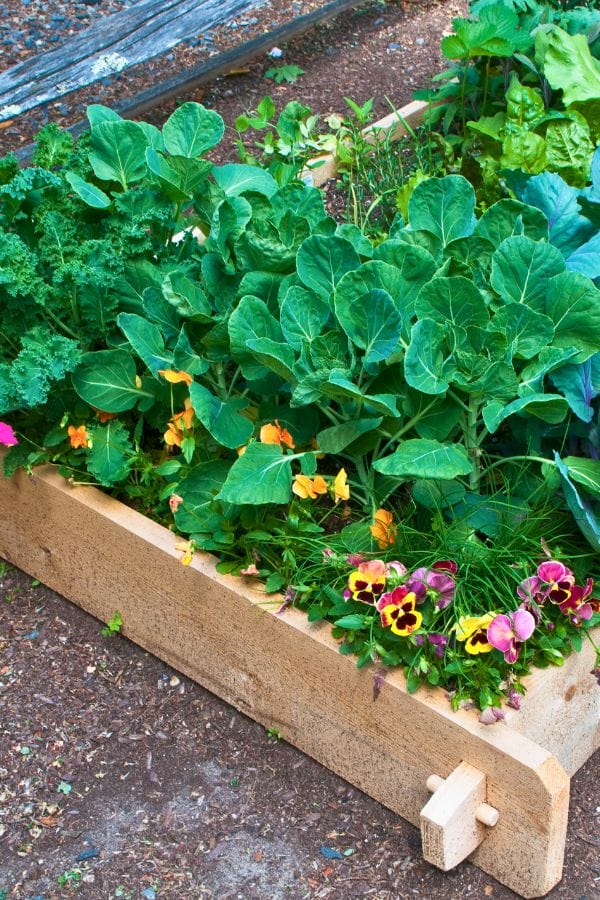 A wooden raised garden bed brims with green leafy vegetables and colorful flowers, showcasing how you can grow food in small spaces.