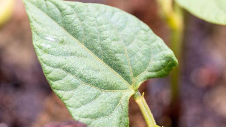 Close-up of a single green bean plant leaf with visible veins and a blurred background of soil and other plant stems—perfect inspiration if you want to grow pinto beans in your own garden.