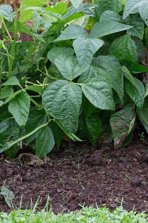 Green bean plant with broad, textured leaves growing in dark, moist soil next to a patch of grass—a perfect spot to also grow pinto beans for a bountiful and diverse garden harvest.