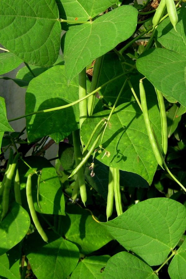 Green bean pods growing on a plant with bright green leaves in sunlight, a vibrant scene similar to what you'll see when you grow pinto beans in your own garden.