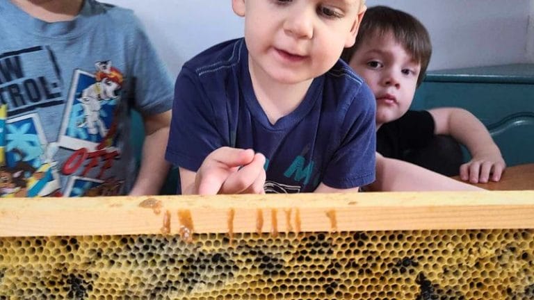 Three young boys observe a wooden honeycomb frame, with one child touching a drop of honey—an engaging moment perfect for inspiring lesson plans on bees.