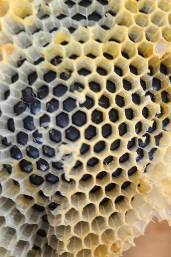 Close-up view of a honeycomb, showing hexagonal wax cells in various shades of yellow and black—perfect visual inspiration for lesson plans on bees.