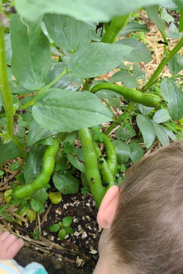 A child observing broad bean plants with pods and black aphids on the stems in a garden, learning how to grow fava beans and care for them.