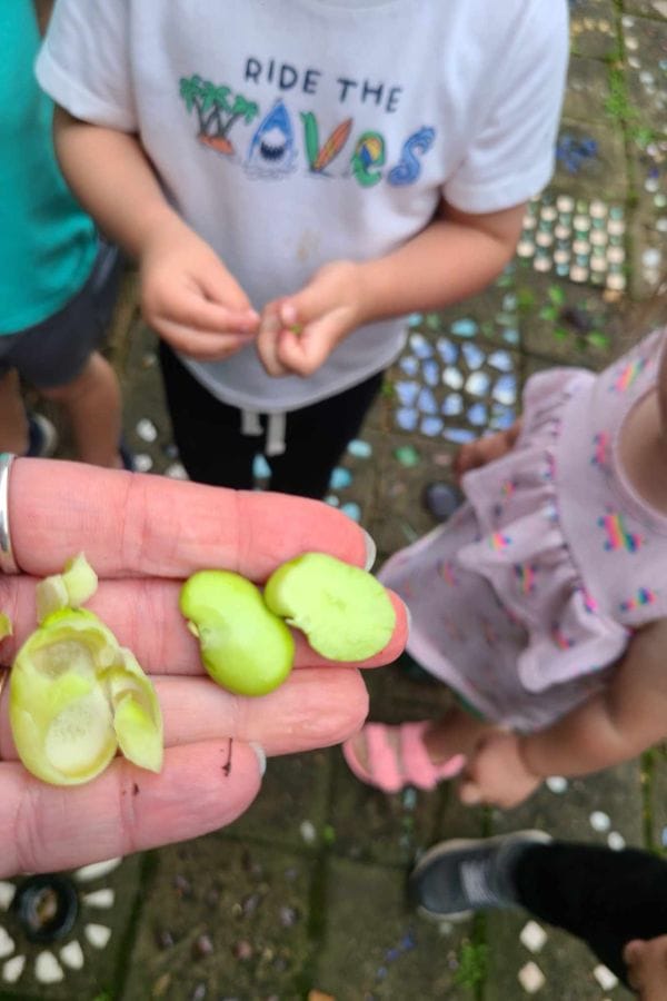A hand holds two broad beans, partially shelled, with three children standing around on a tiled outdoor surface—perhaps curious about how to grow fava beans themselves.