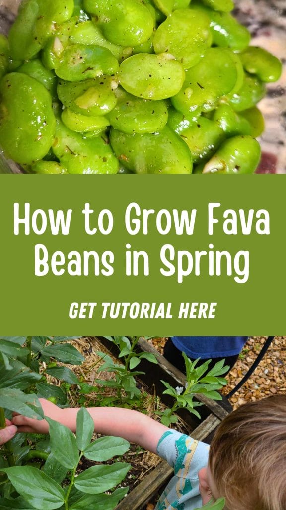 Close-up of green fava beans with the text "How to Grow Fava Beans in Spring—Get Tutorial Here," and an image of a person tending their fava bean plants below. Discover how to grow fava beans this season!.