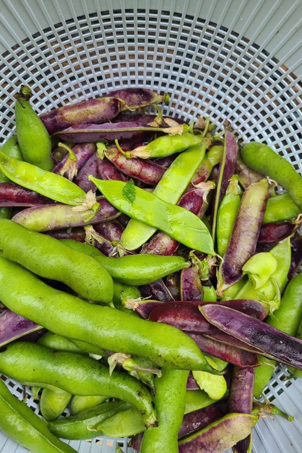 A white basket filled with freshly picked green and purple fava bean pods, perfect for anyone interested in learning how to grow fava beans at home.