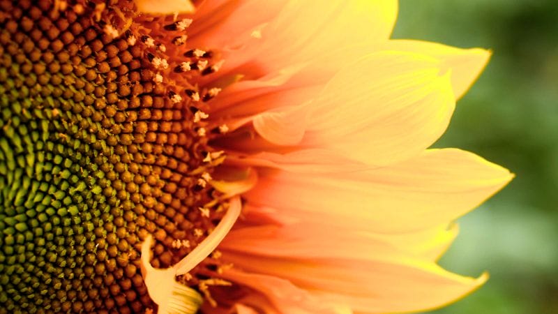 Close-up of a sunflower, perfect for those who want to grow sunflowers in Oklahoma—detailed seeds on the left and bright yellow petals on the right, set against a blurred green background.